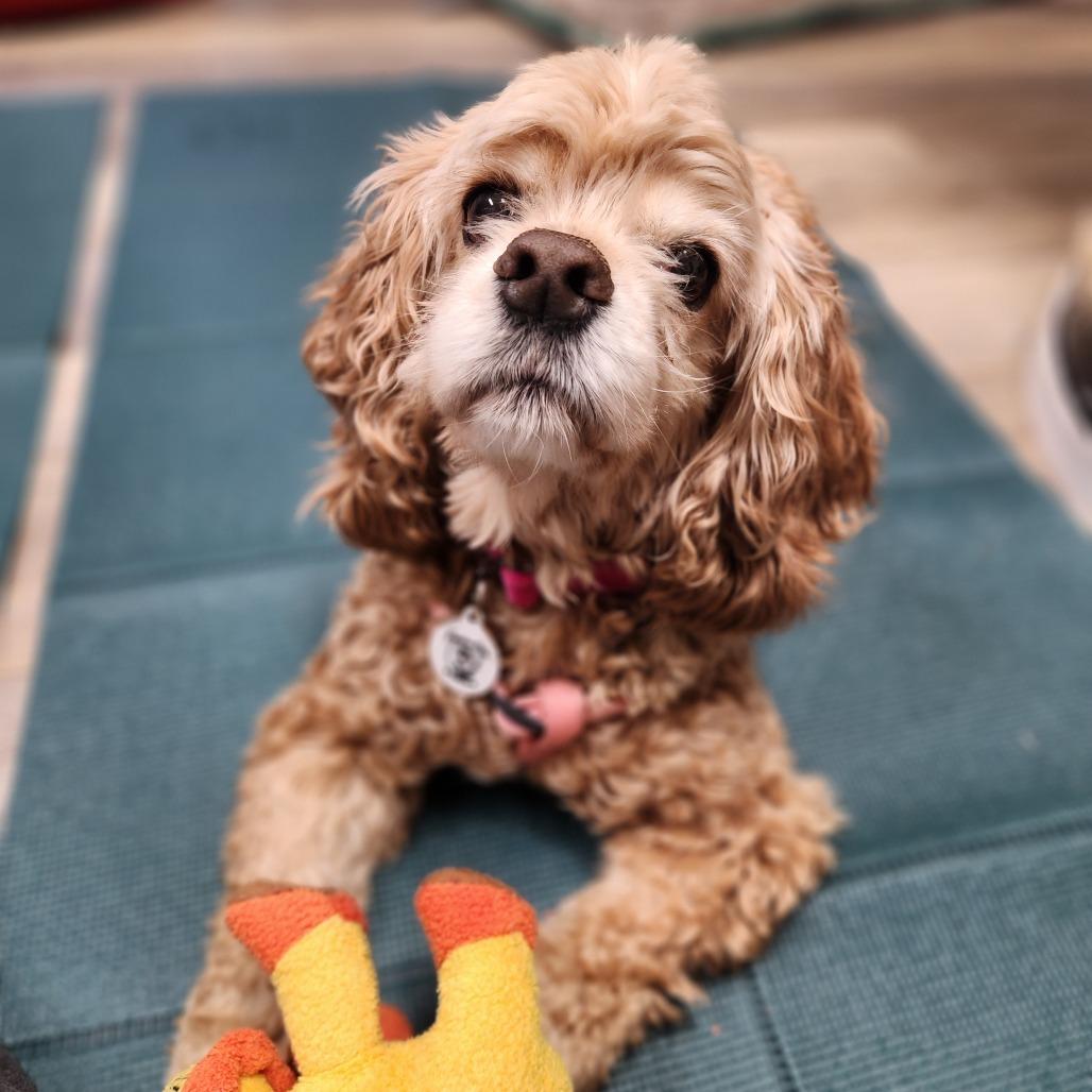 Enlarge Poshey, a Adoptable Cocker Spaniel in Raleigh, NC image 3/5