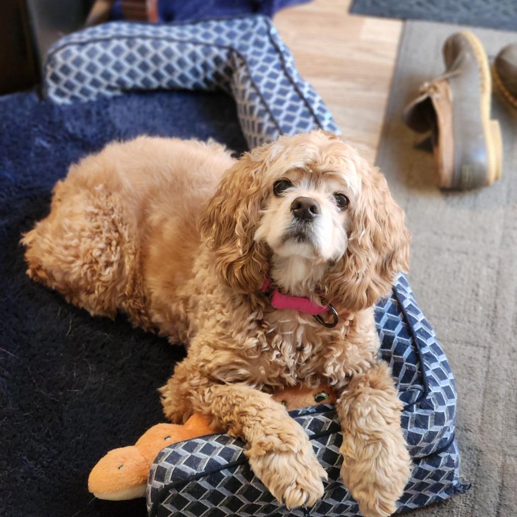 Enlarge Poshey, a Adoptable Cocker Spaniel in Raleigh, NC image 4/5