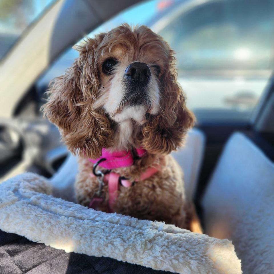 Enlarge Poshey, a Adoptable Cocker Spaniel in Raleigh, NC image 5/5