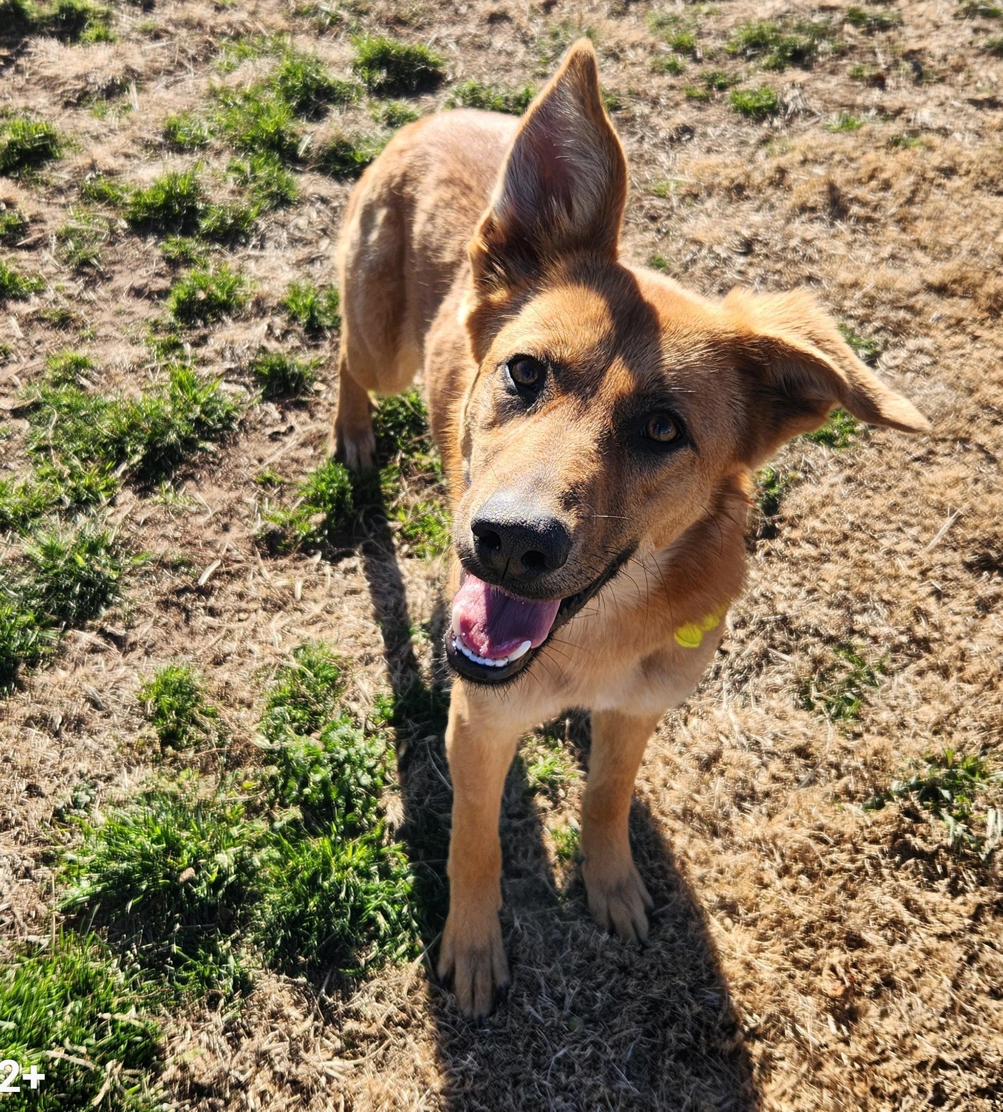 Enlarge Maple, a ADOPTABLE mixed breed in Siloam Springs, AR image 1/3