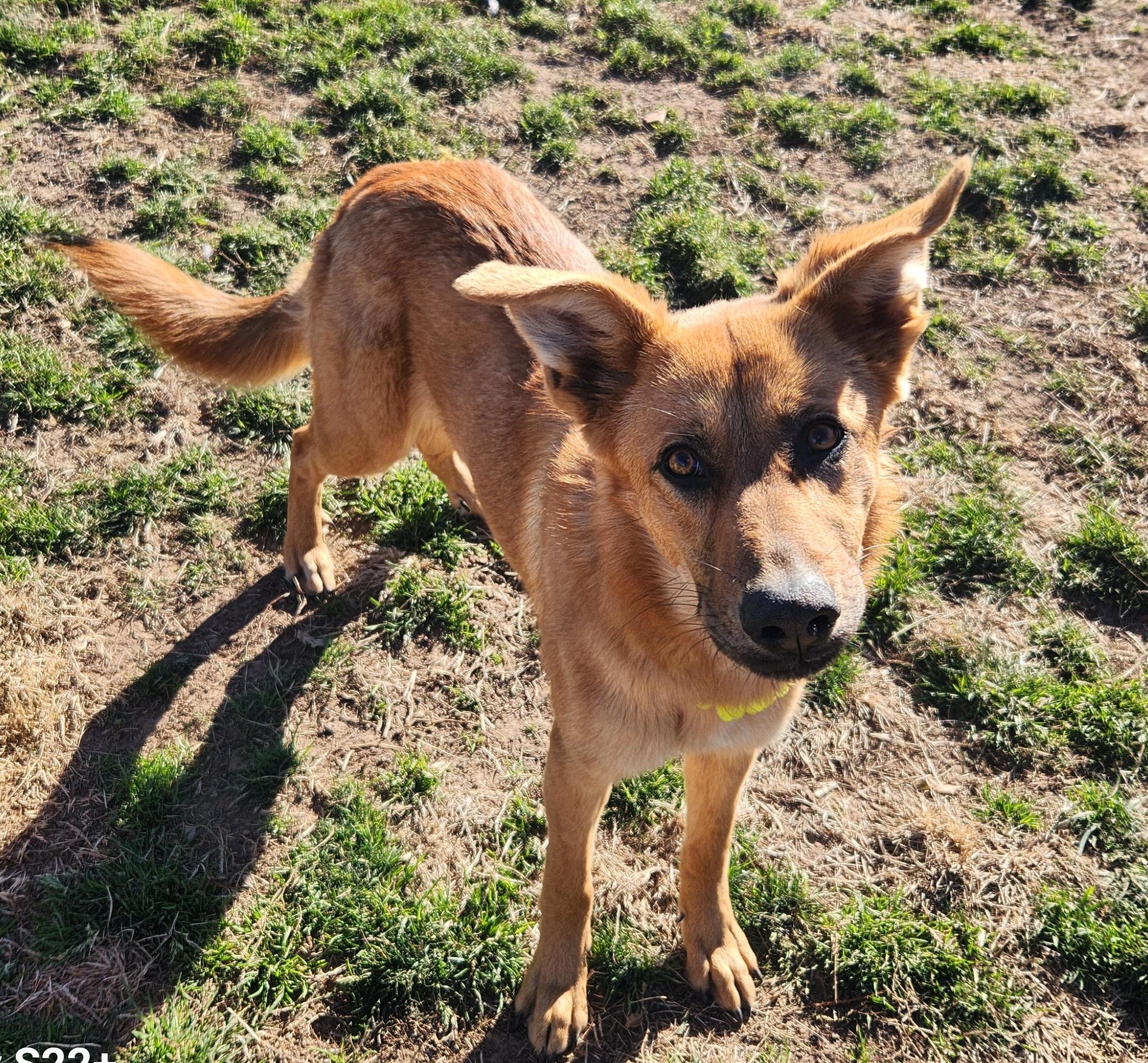 Enlarge Maple, a ADOPTABLE mixed breed in Siloam Springs, AR image 3/3