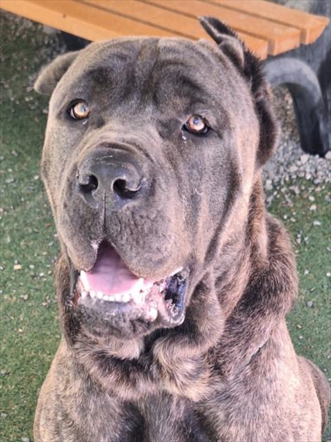 *GARNET, Adoptable, Adult Male Cane Corso.