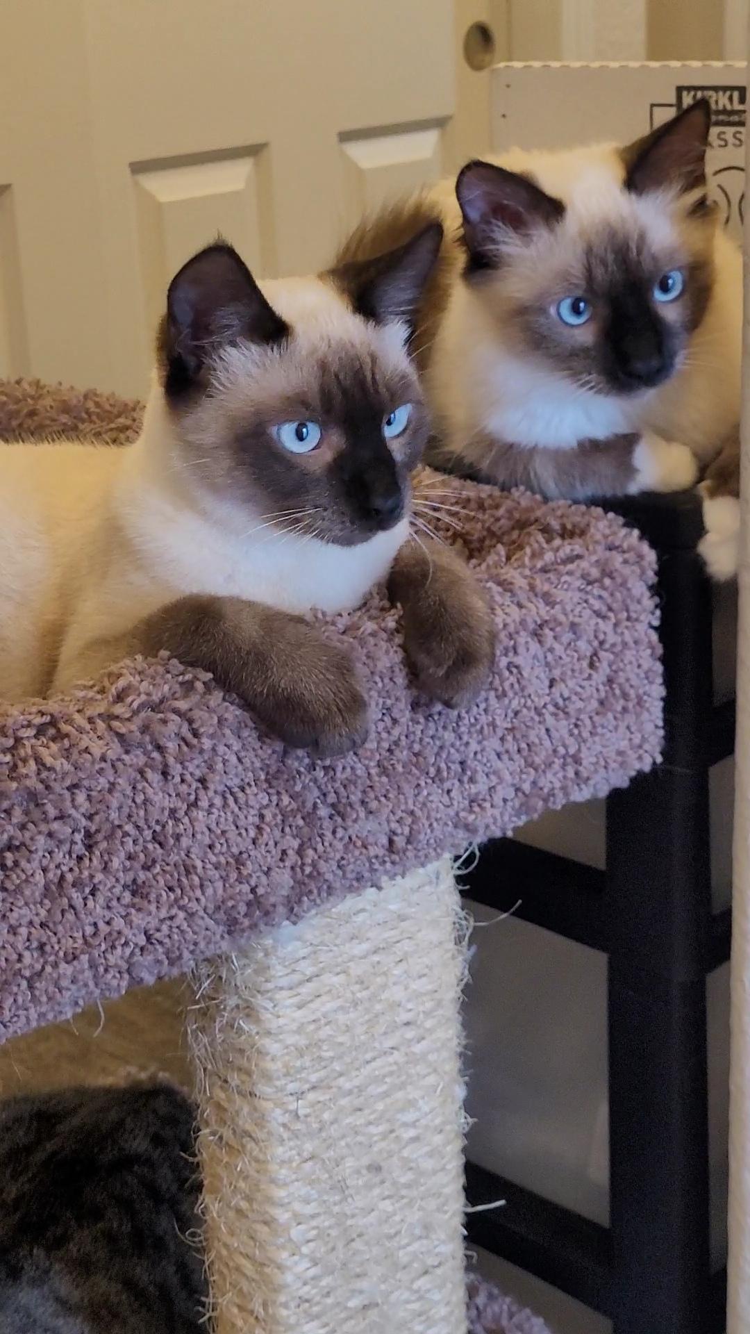 Nimbus & Zyphr thumbnail 3