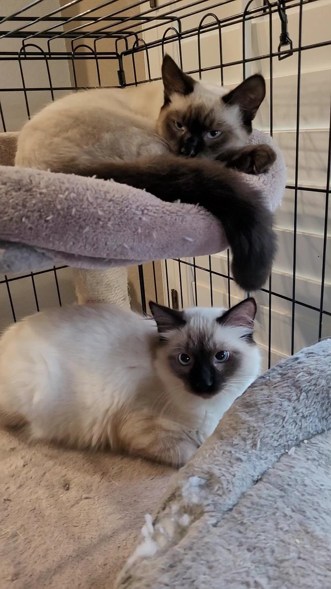 Nimbus & Zyphr thumbnail 5