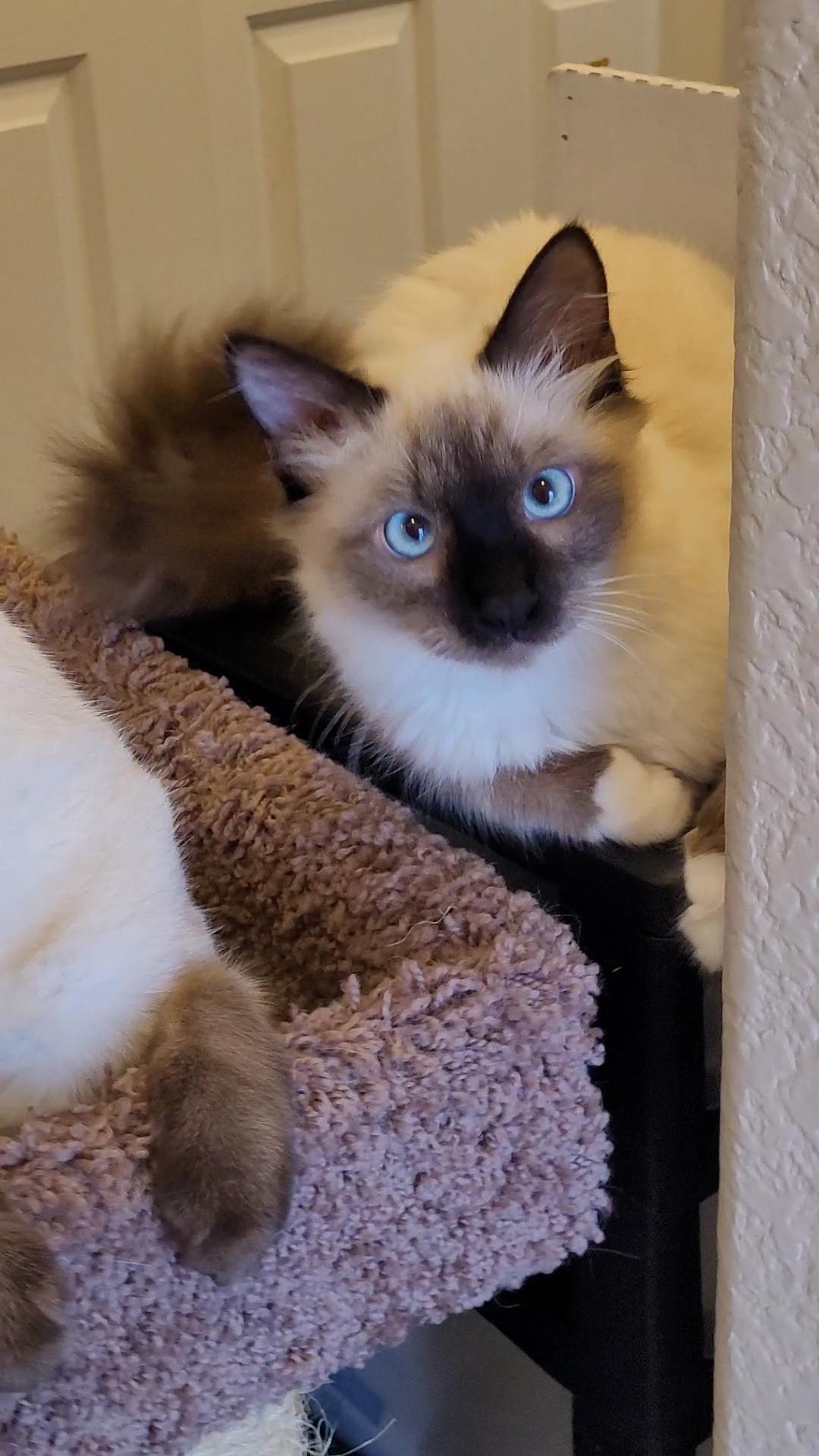 Nimbus & Zyphr thumbnail 2