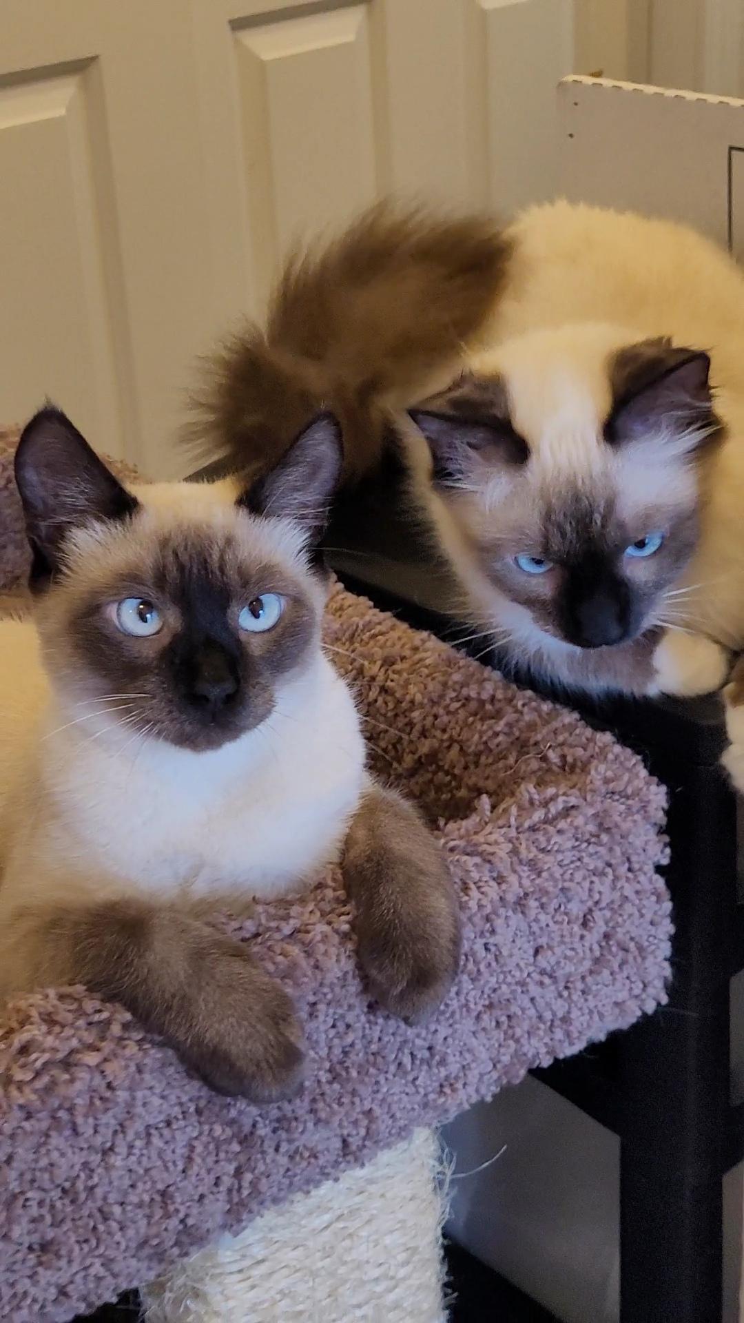 Nimbus & Zyphr