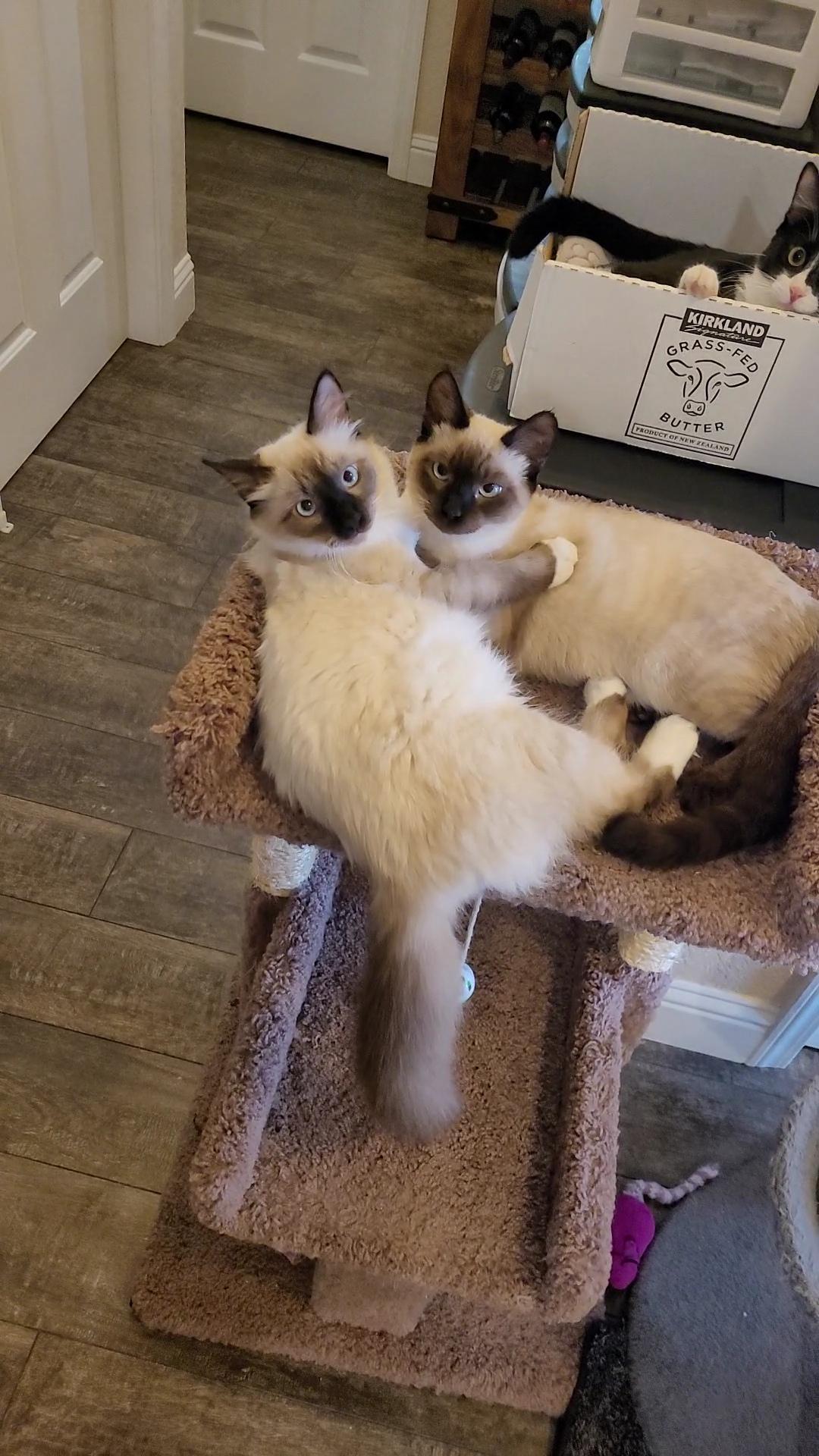 Nimbus & Zyphr thumbnail 6