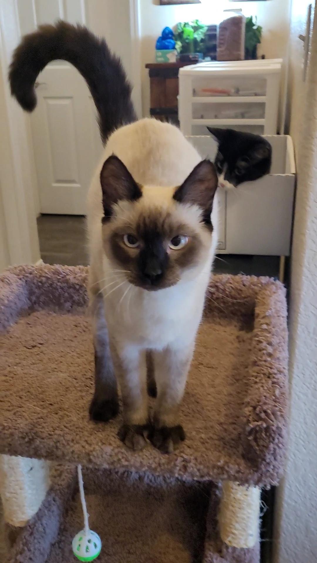 Nimbus & Zyphr thumbnail 4