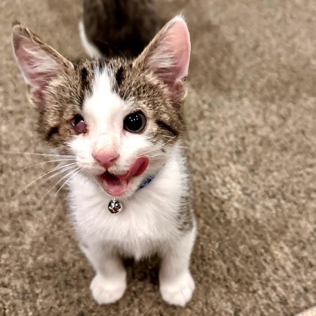 Sappo, Adoptable, Kitten Male Domestic Short Hair.