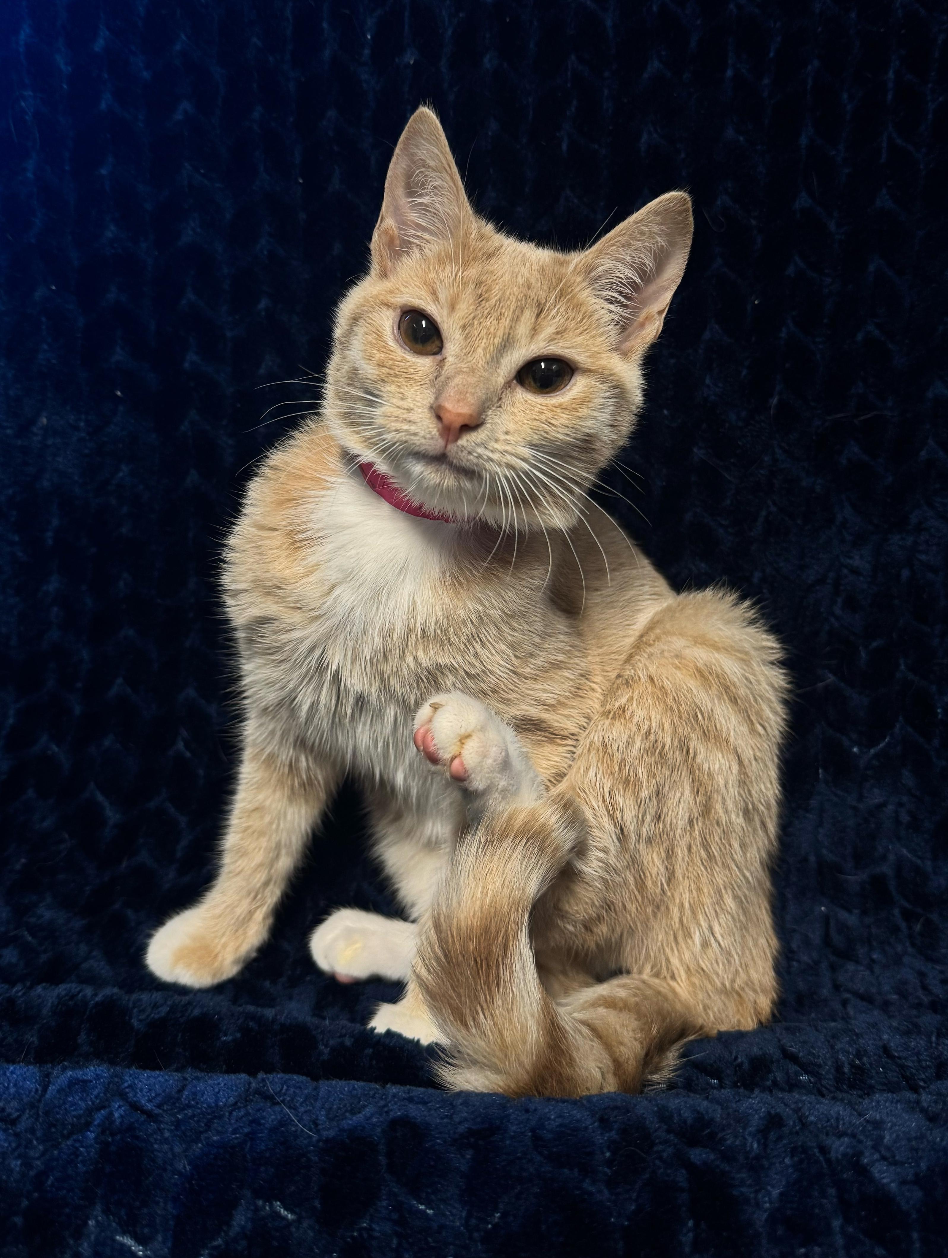 Nalu, Young Female Domestic Short Hair