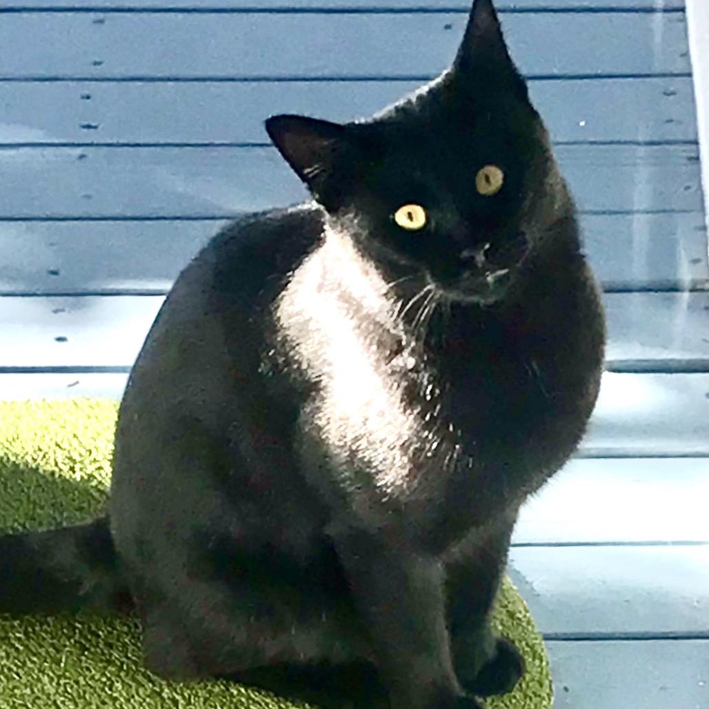 Zeke A26-001, Adoptable, Young Male Domestic Short Hair & Domestic Short Hair.