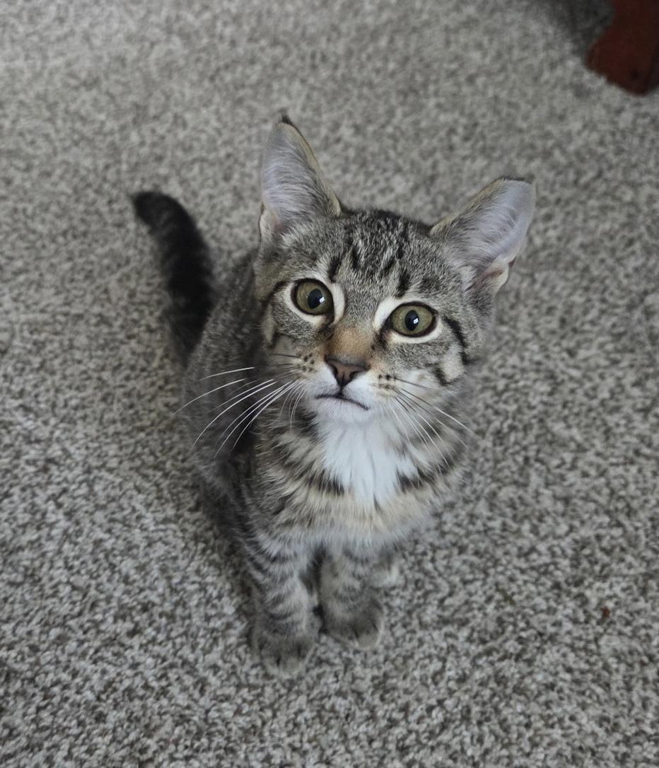 Enlarge Chips, a Adoptable Domestic Short Hair in Canal Winchester, OH image 1/1