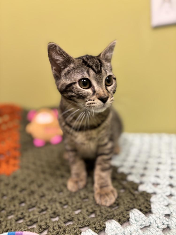 Posie, a Adoptable Domestic Short Hair image 1/2