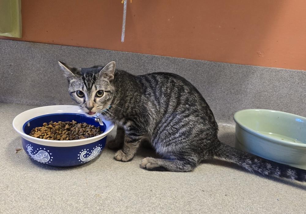 Posie, a Adoptable Domestic Short Hair image 2/2