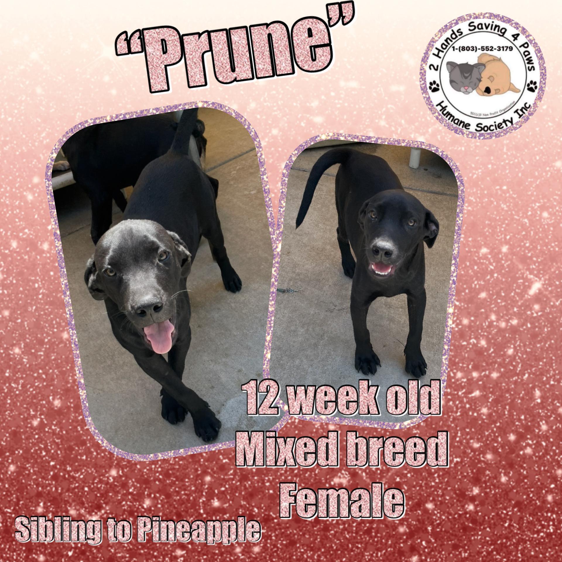 Prune