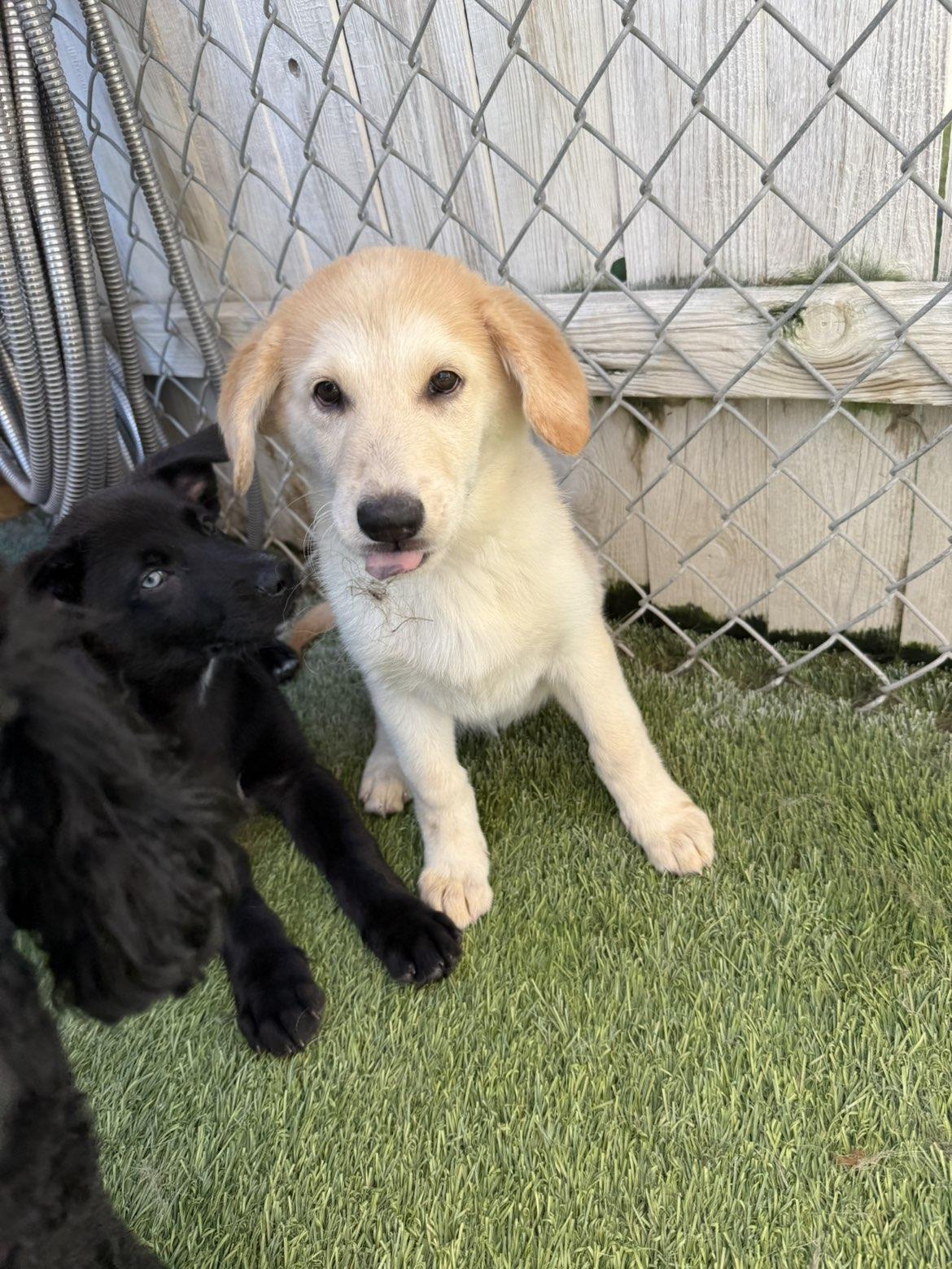 Enlarge Dakota, a Adoptable mixed breed in Aurora, IL image 2/5