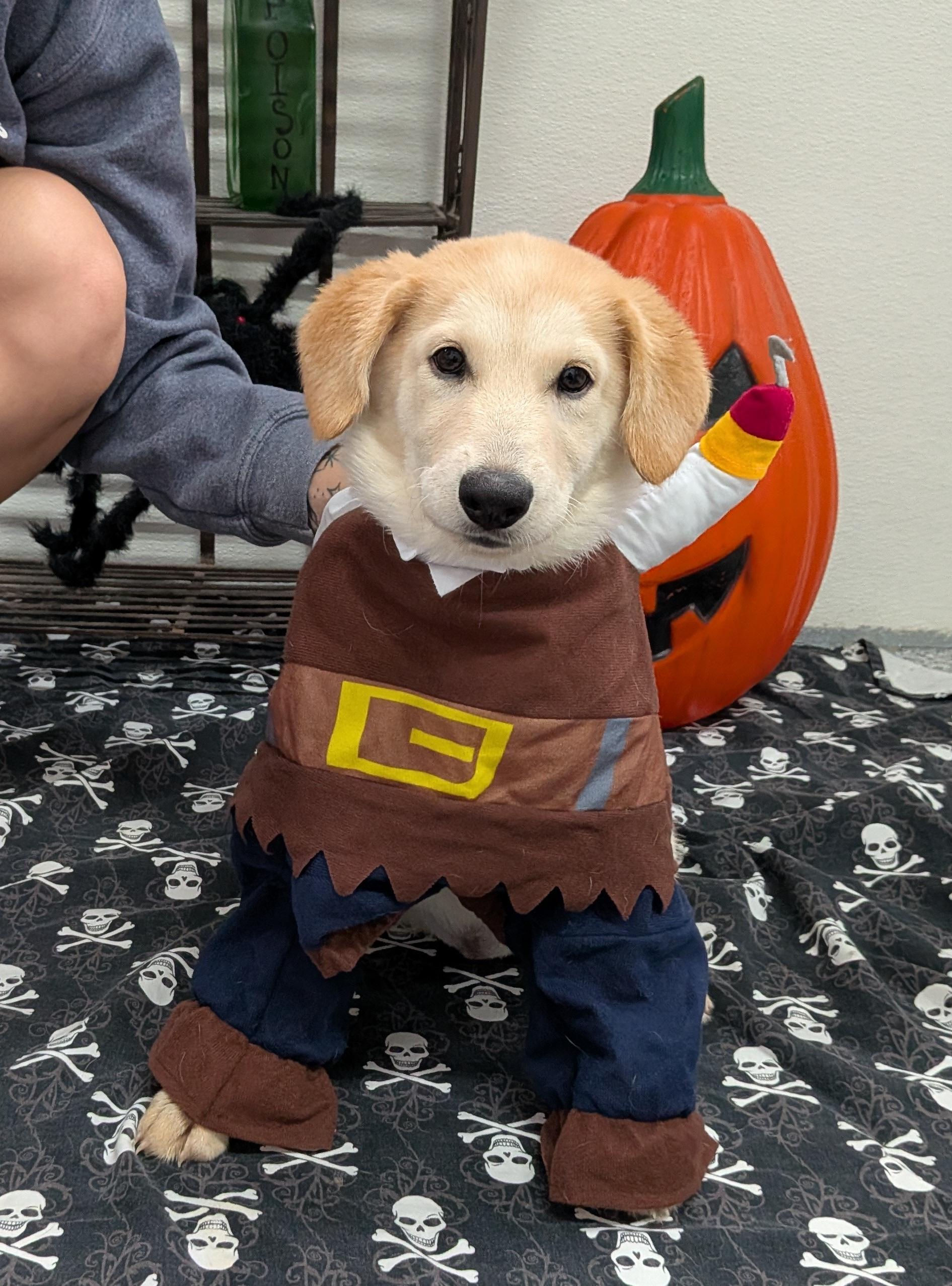 Dakota, Adoptable, Puppy Female Retriever.