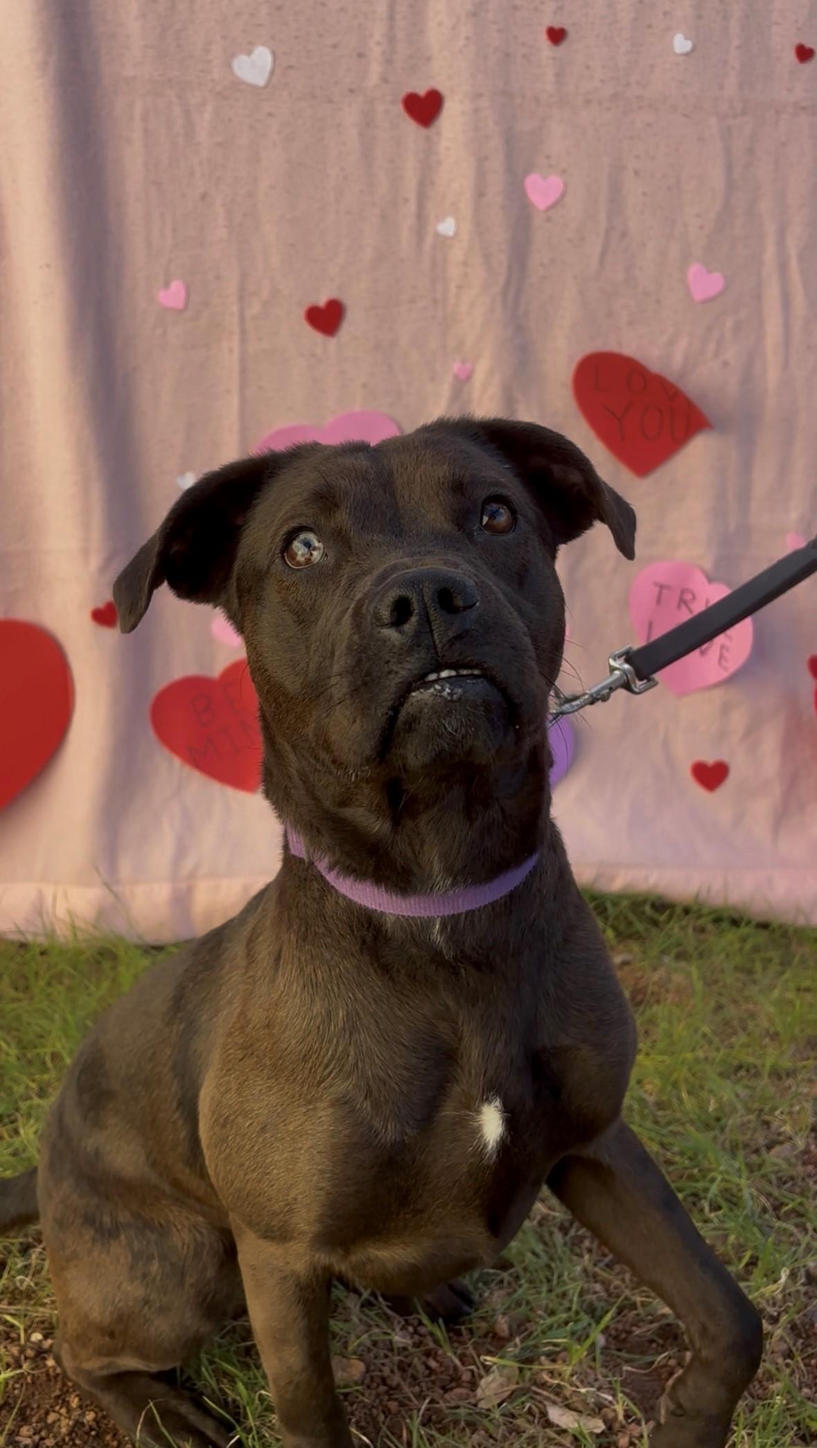 Enlarge Lucy, a ADOPTABLE mixed breed in Payson, AZ image 2/4