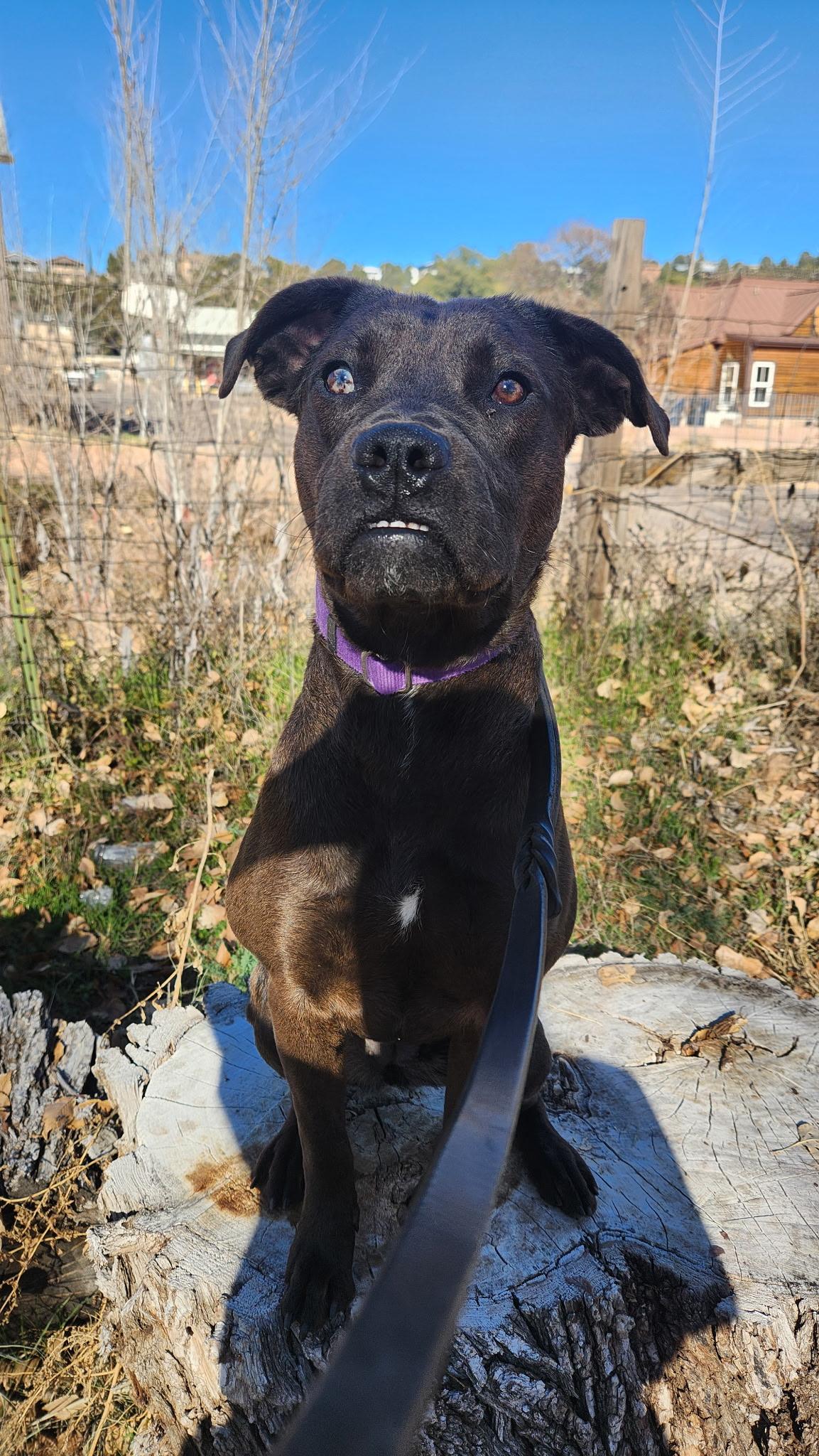 Lucy, ADOPTABLE, Adult Female American Bulldog.