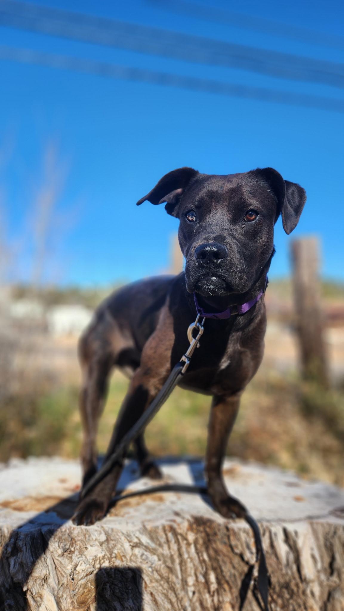 Enlarge Lucy, a ADOPTABLE mixed breed in Payson, AZ image 3/4