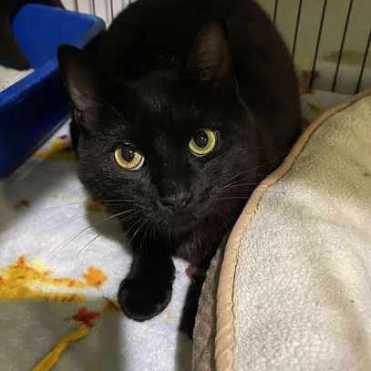 Hank the Hamburgler, ADOPTABLE, Young Male Domestic Short Hair.