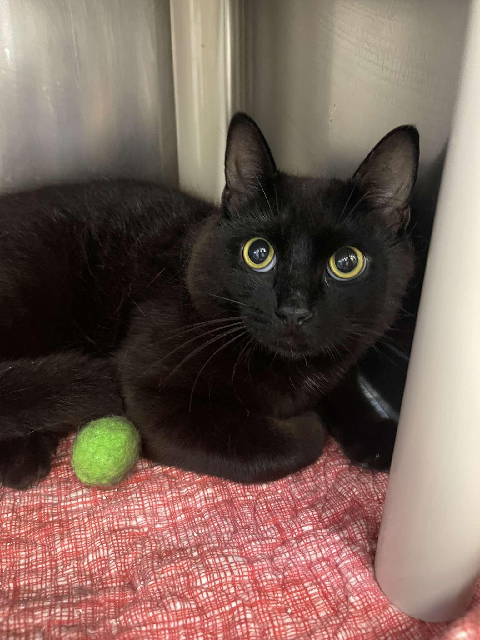 Enlarge Hank the Hamburgler, a ADOPTABLE Domestic Short Hair in Winthrop, ME image 2/3