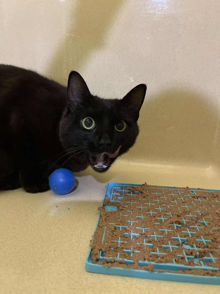 Enlarge Hank the Hamburgler, a ADOPTABLE Domestic Short Hair in Winthrop, ME image 3/3