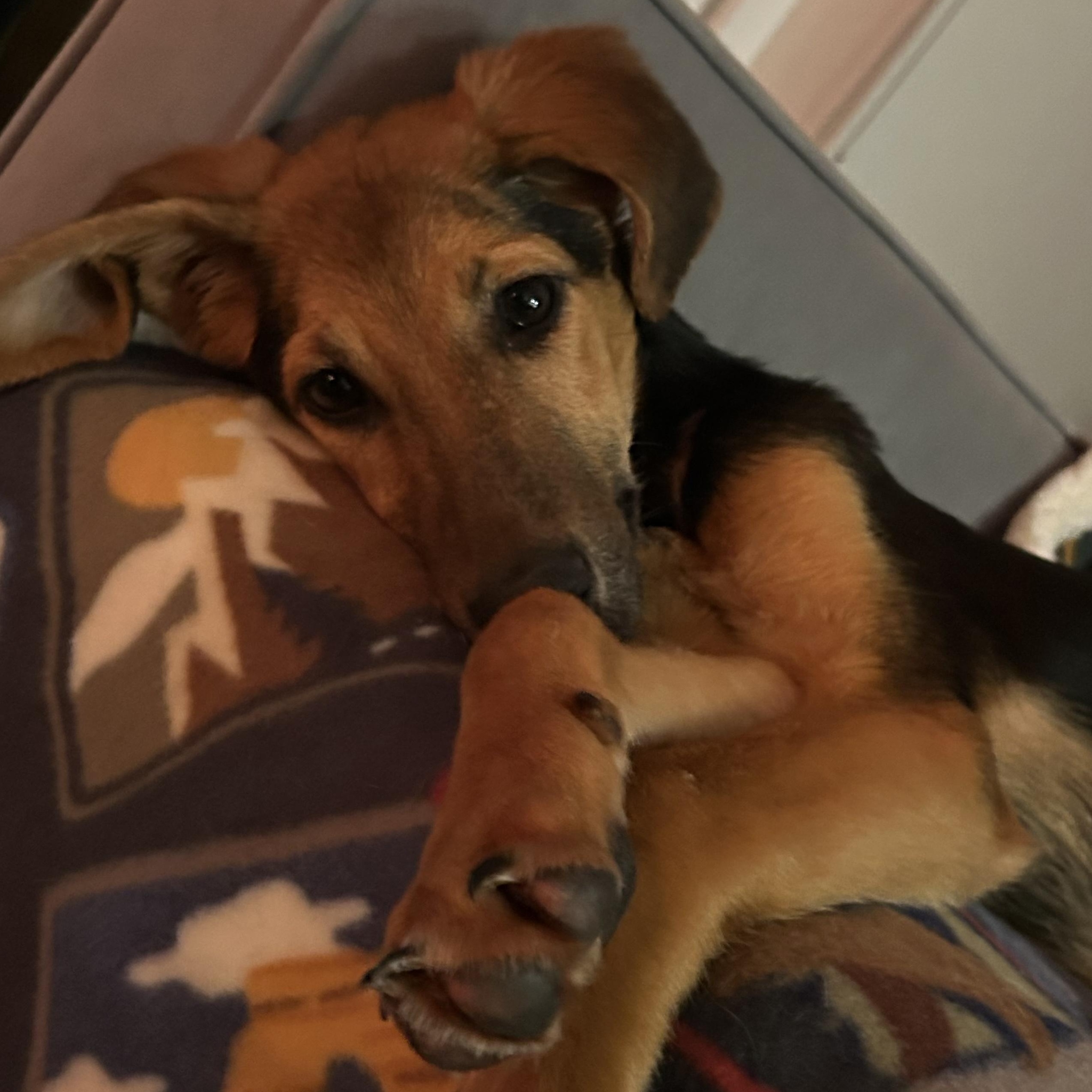 Padme Amidala, Adoptable, Puppy Female German Shepherd Dog & English Coonhound.