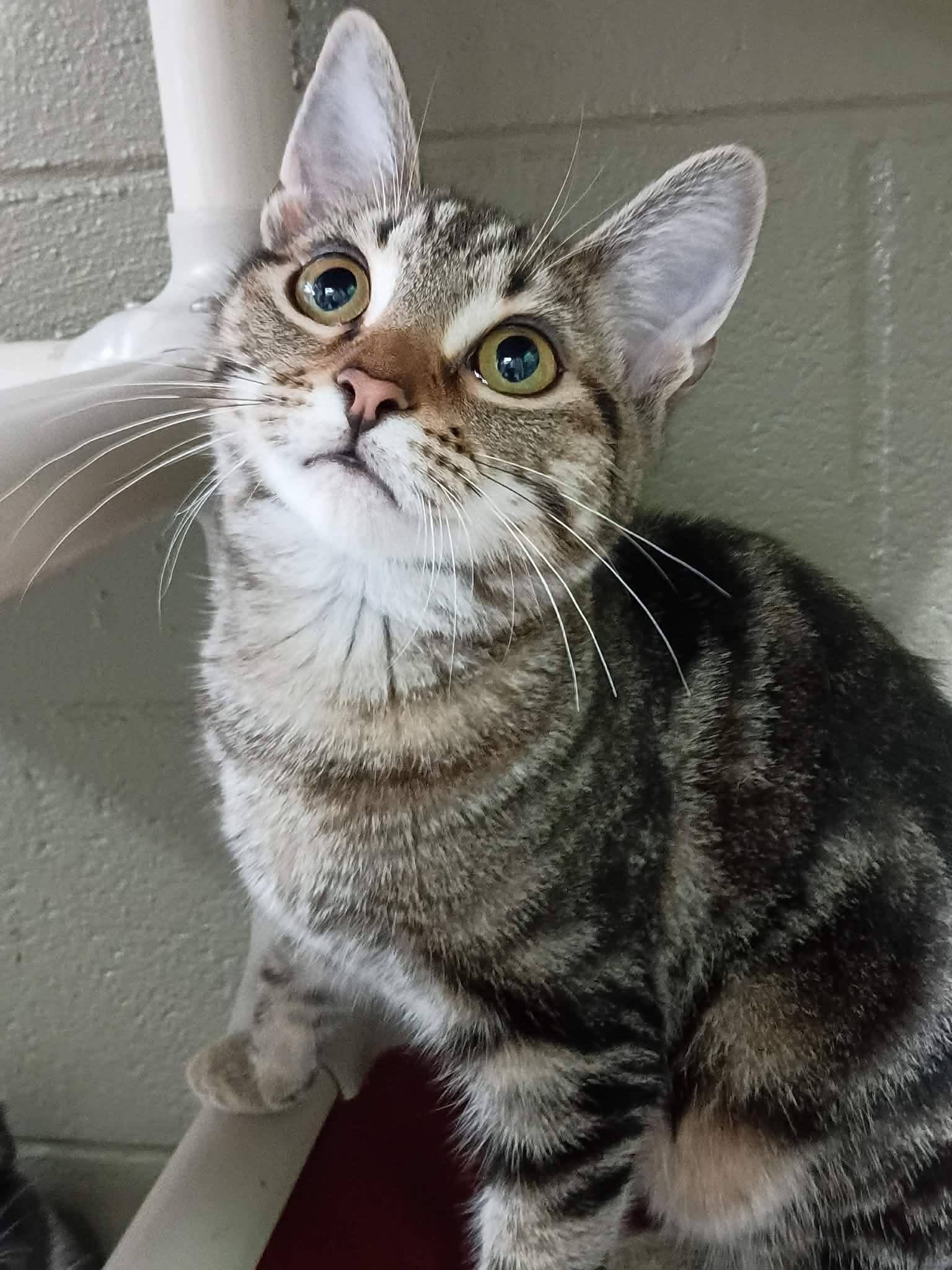 Kodiak, Adoptable, Kitten Female Domestic Short Hair.