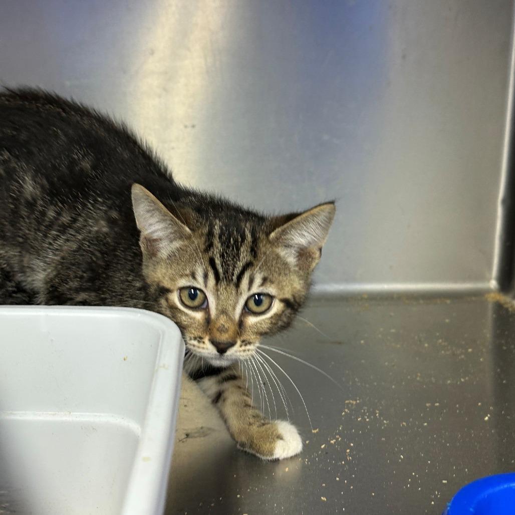 Kodiak, Adoptable, Kitten Female Domestic Short Hair.