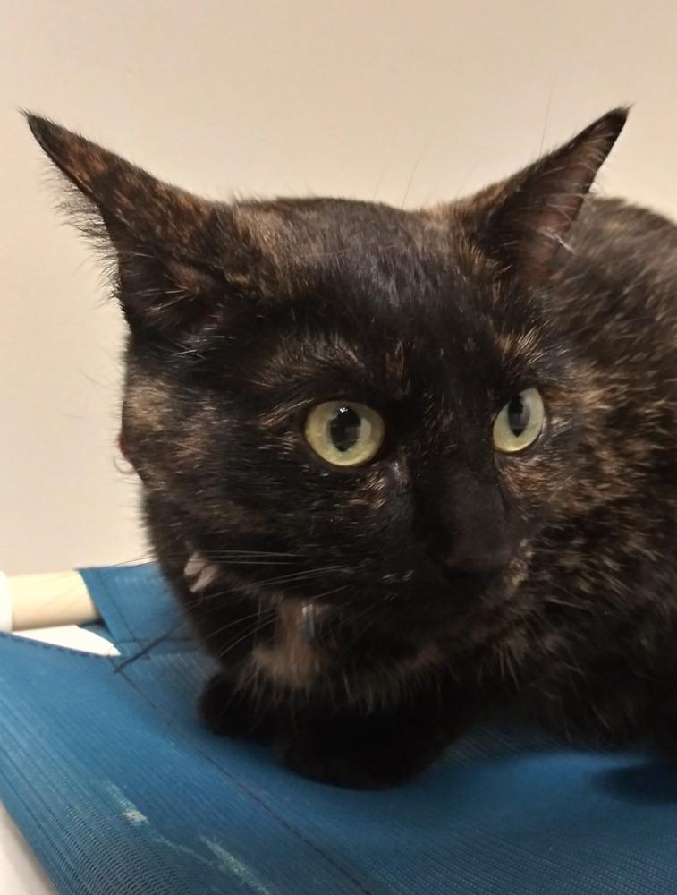 Kairi, Adopted, Senior Female Domestic Short Hair & Domestic Short Hair.