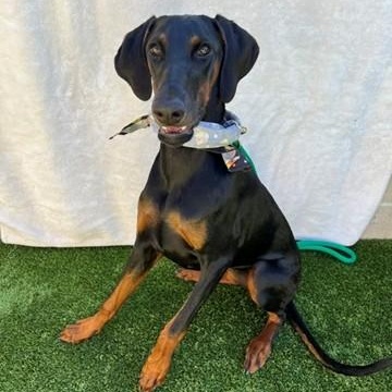 Porsha, Adoptable, Young Female Doberman Pinscher.