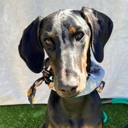 Enlarge Porsha, a Adoptable Doberman Pinscher in Newport Beach, CA image 2/2