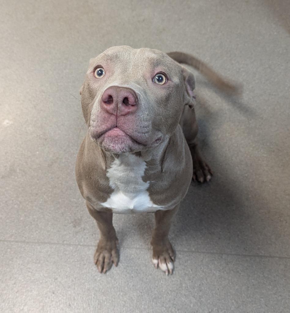 Enlarge Acer, a Adopted Pit Bull Terrier in La Porte, IN image 1/1