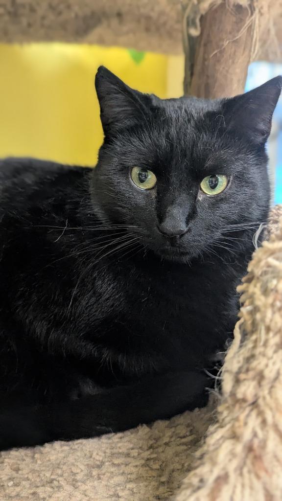 Le Chat, Adoptable, Young Male Domestic Short Hair.