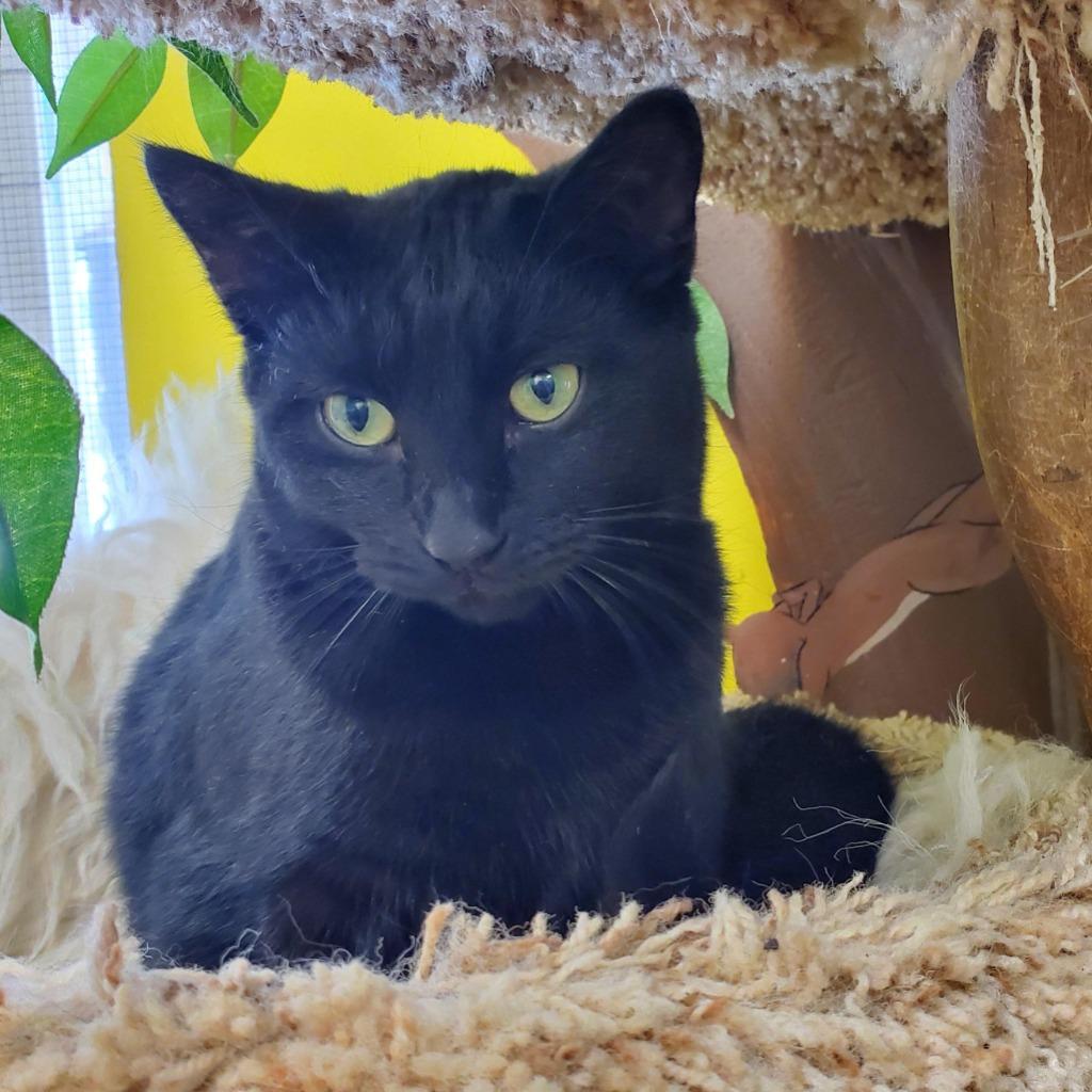 Enlarge Le Chat, a Adoptable mixed breed in Thayne, WY image 2/2