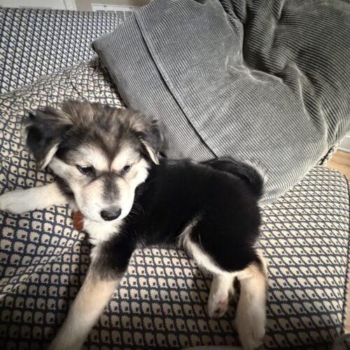 Wednesday, Adoptable, Puppy Female Beagle & Husky.