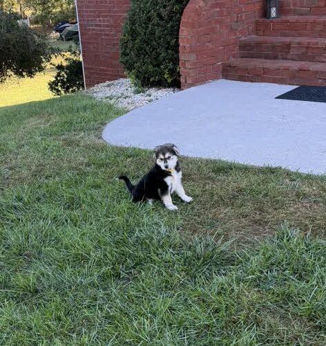 Wednesday, Adoptable, Puppy Female Beagle & Husky.