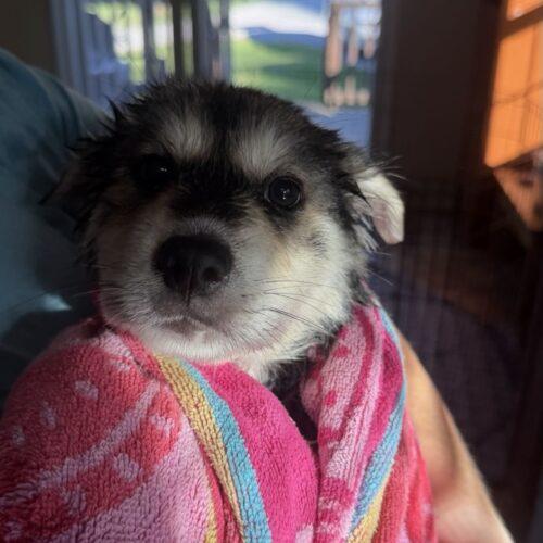 Enlarge Wednesday, a Adoptable mixed breed in Christiansburg, VA image 2/4
