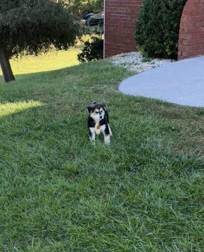 Enlarge Wednesday, a Adoptable mixed breed in Christiansburg, VA image 4/4
