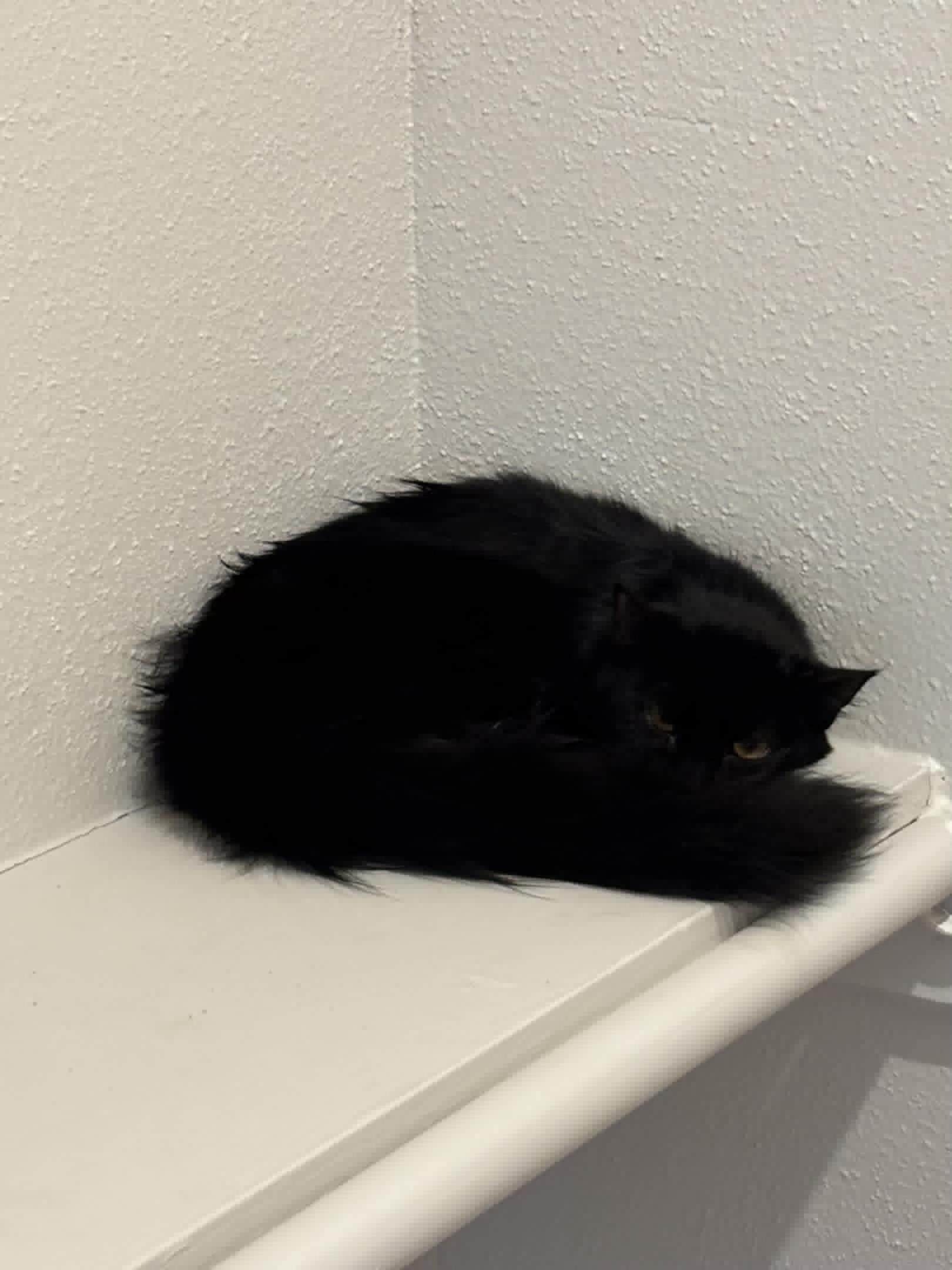 Enlarge Jenny, a Adopted Maine Coon in Houston, TX image 2/6