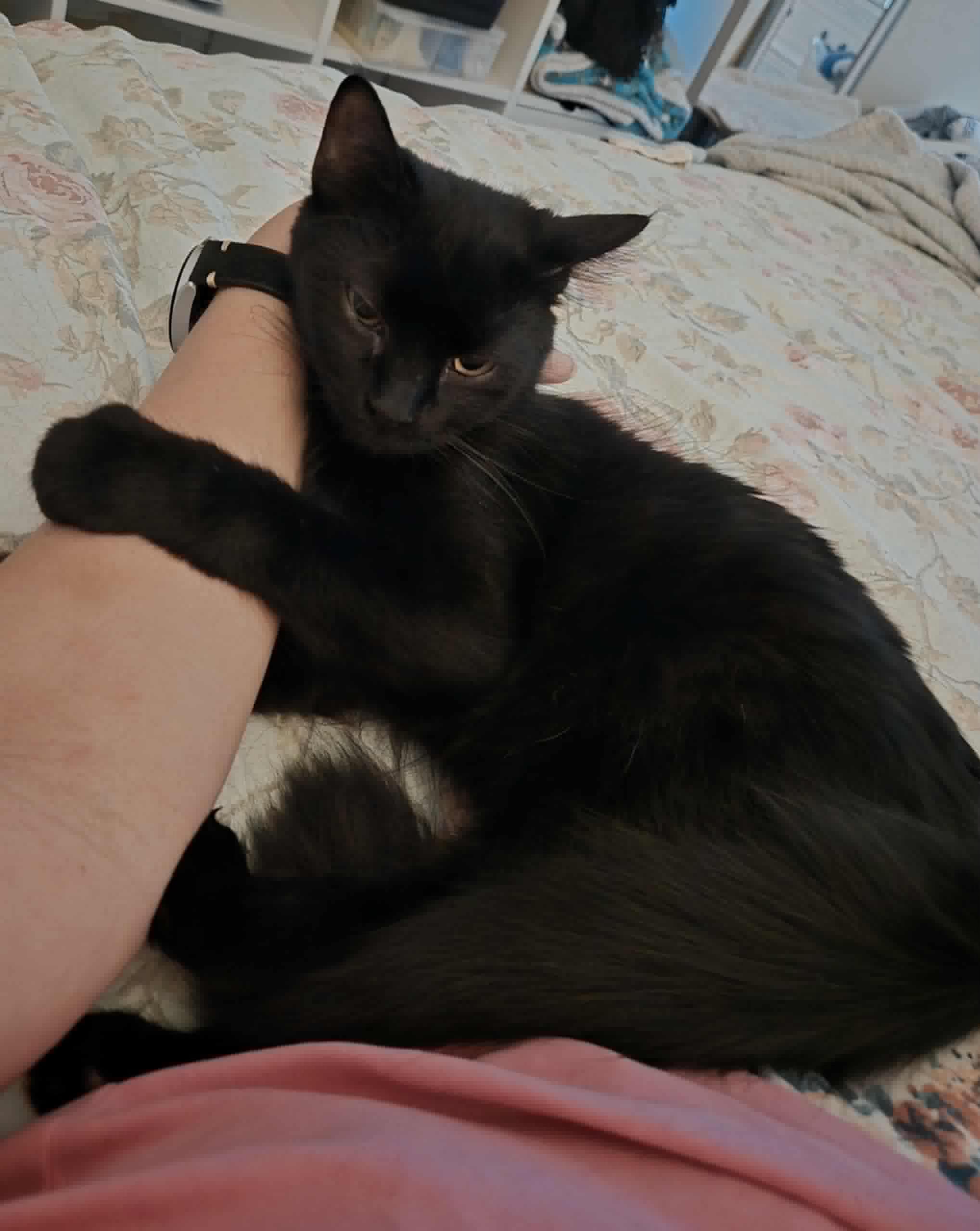 Enlarge Jenny, a Adopted Maine Coon in Houston, TX image 3/6