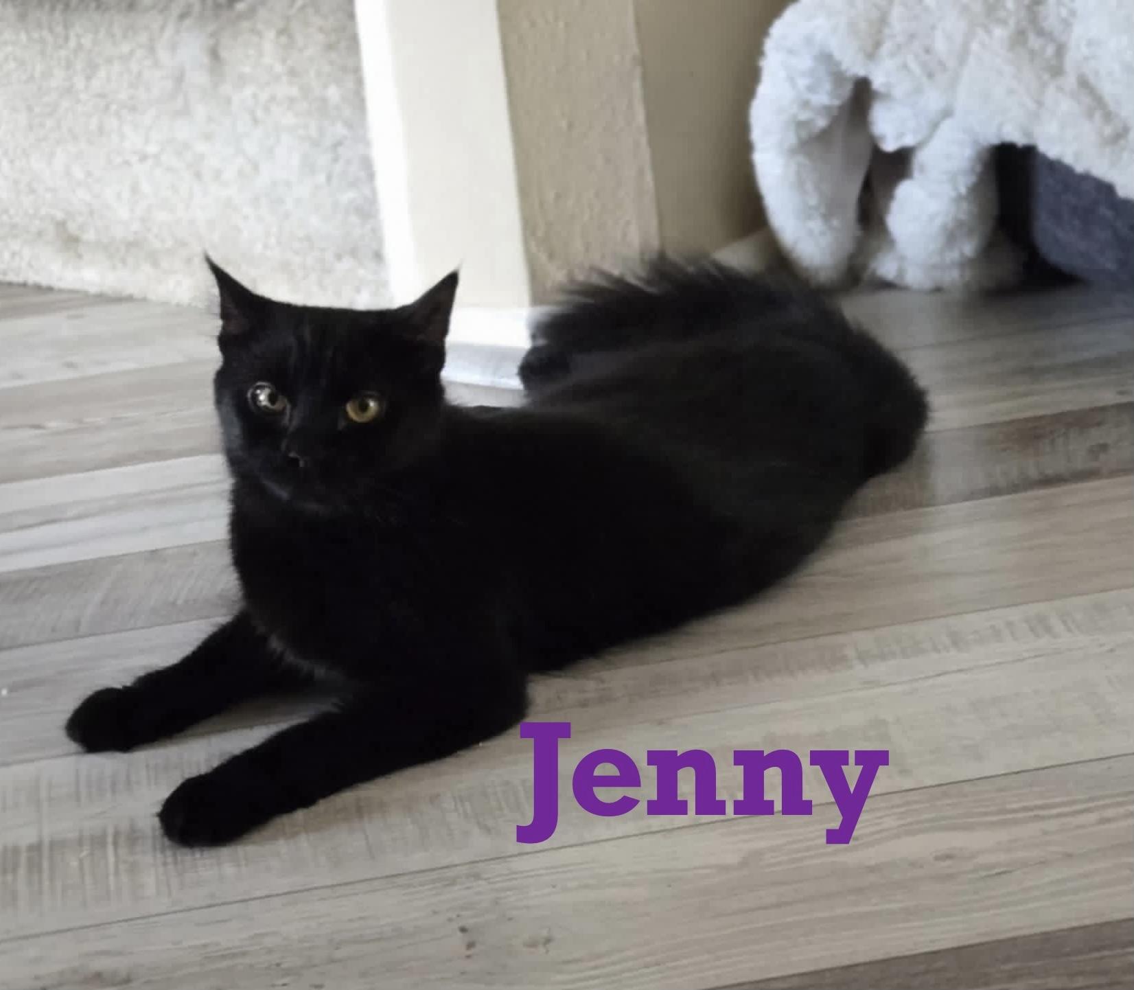 Jenny, Adopted, Young Female Maine Coon.