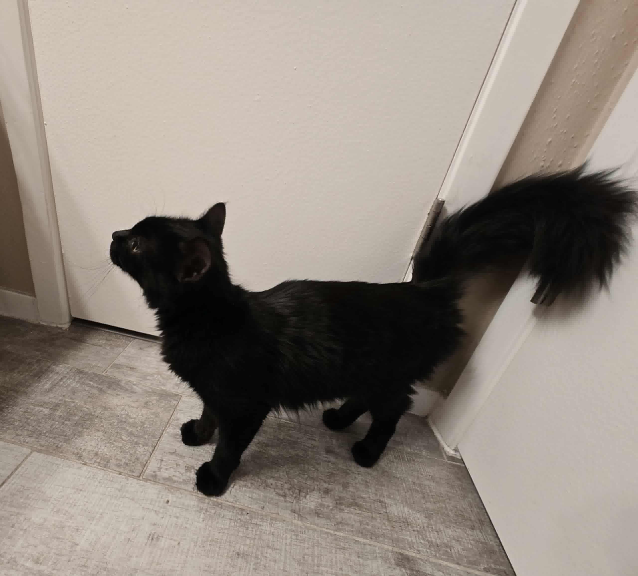 Enlarge Jenny, a Adopted Maine Coon in Houston, TX image 4/6