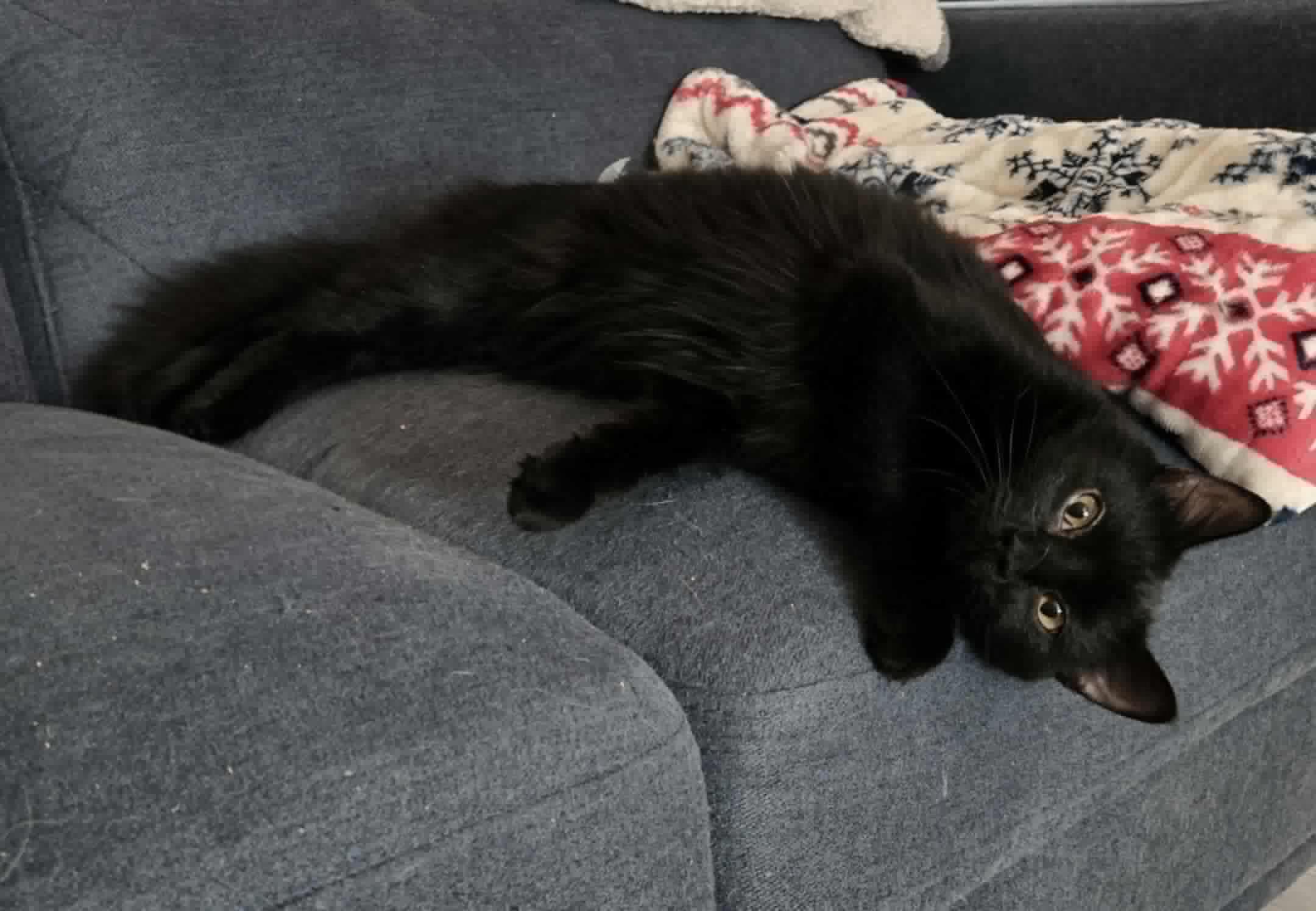 Enlarge Jenny, a Adopted Maine Coon in Houston, TX image 6/6