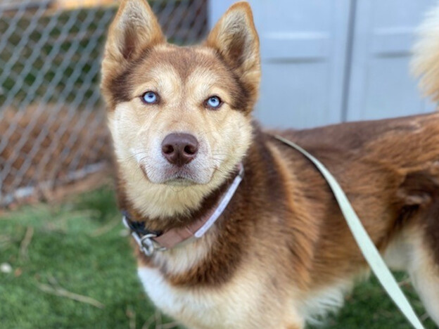 TAHOE, a Adoptable Siberian Husky in Valencia, CA image 1/2