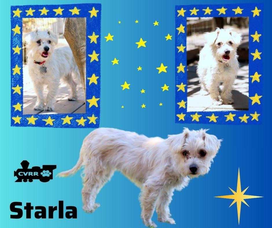 Enlarge Starla, a Adoptable Silky Terrier in LINDSAY, CA image 1/1