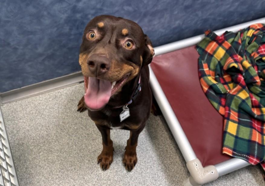 Enlarge MADHU, a Adoptable mixed breed in Loveland, CO image 1/1