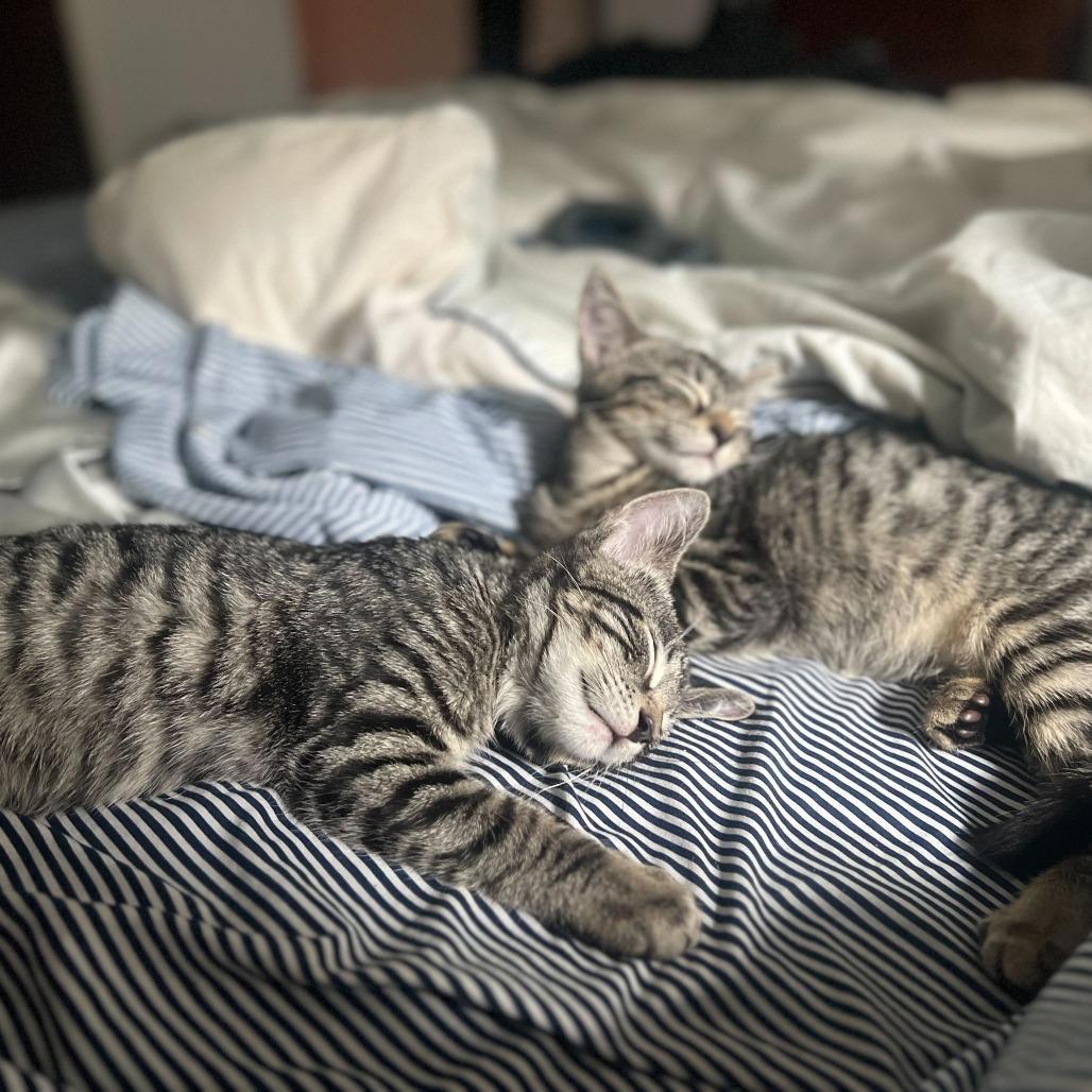 Venice, Adoptable, Young Female American Shorthair.