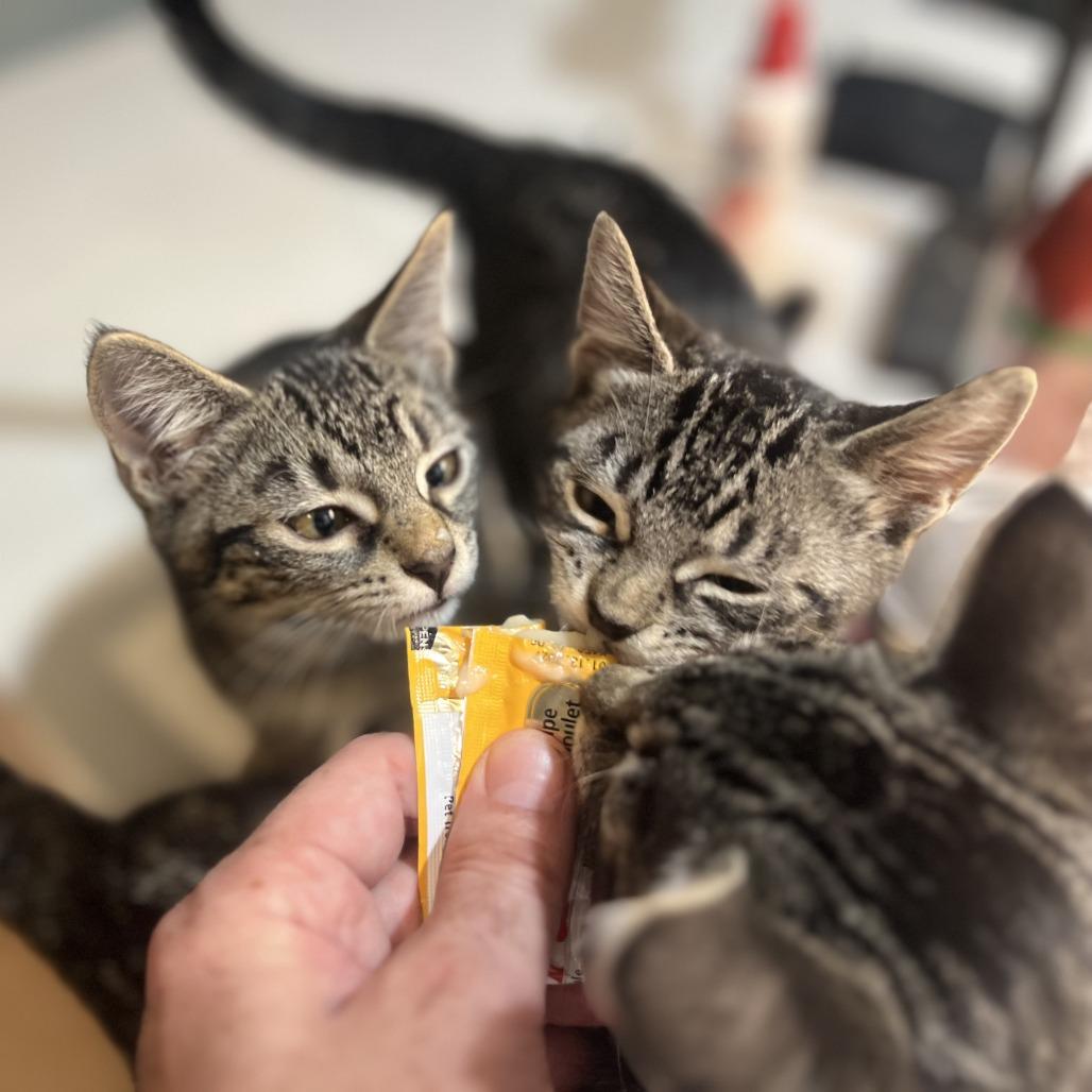 Venice, Adoptable, Young Female American Shorthair.